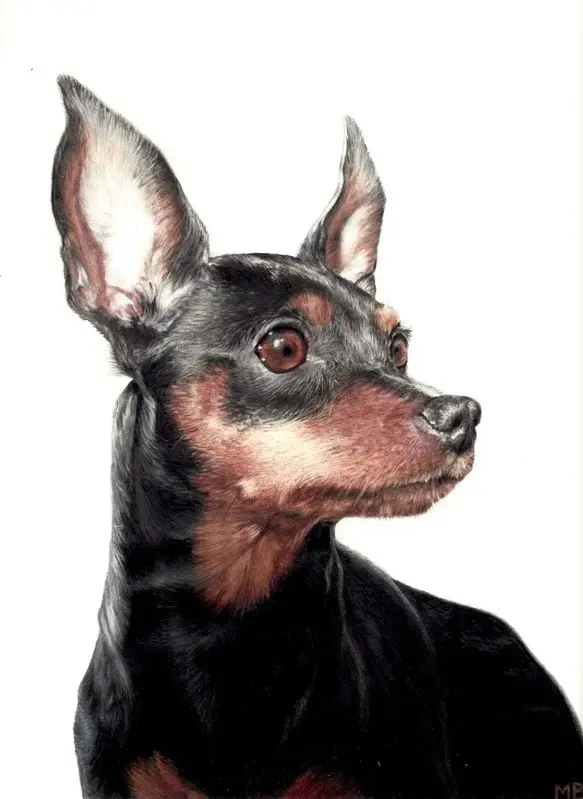 Colored pencil portrait of a black-and-tan miniature pinscher with pointed ears looking to the side